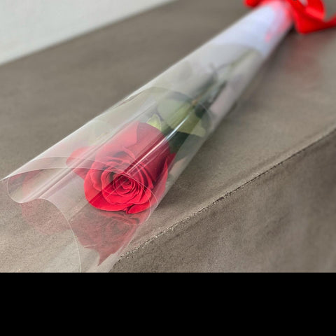 FH5: Single Red Rose